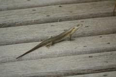 Trachylepis thomensis