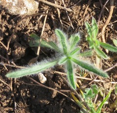 Plantago helleri