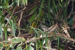 Turdus olivaceofuscus