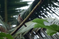Turdus olivaceofuscus