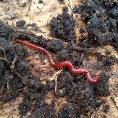 Strigamia bothriopus