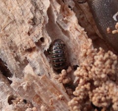 Armadillidium pictum