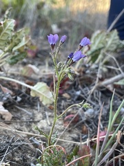 Gilia tenuiflora tenuiflora