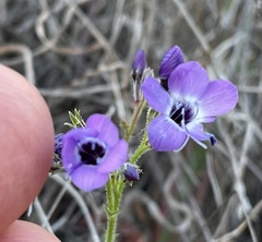 Gilia tenuiflora tenuiflora
