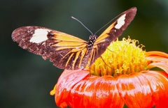 Heliconius xanthocles