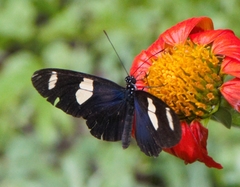Heliconius leucadia