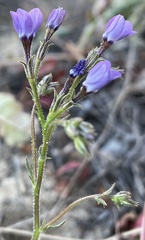 Gilia tenuiflora tenuiflora