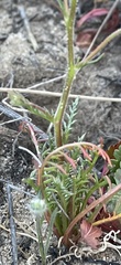 Gilia tenuiflora tenuiflora