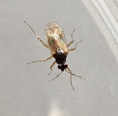 Dicyphus globulifer