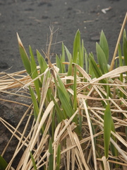 Leymus ajanensis