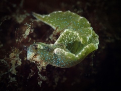 Elysia viridis