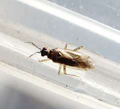 Dicyphus globulifer
