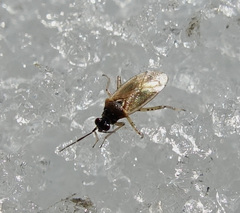 Dicyphus globulifer