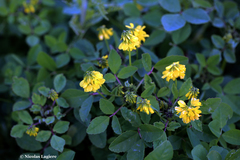 Trigonella corniculata