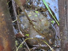 Ambystoma gracile