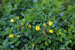 Trigonella corniculata