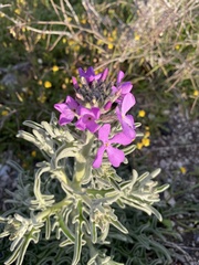 Matthiola tricuspidata