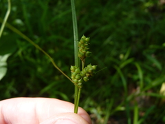 Carex caroliniana