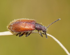 Metriolagria affinis