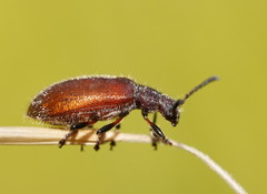 Metriolagria affinis