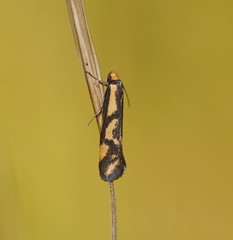 Palimmeces poecilella