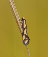 Palimmeces poecilella