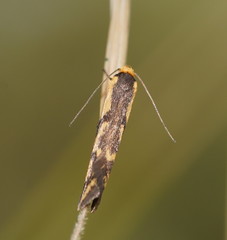 Palimmeces poecilella