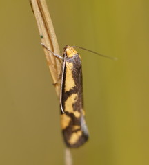 Palimmeces poecilella