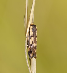 Palimmeces poecilella