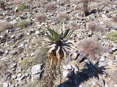 Aloe comosa
