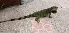 Iguana iguana