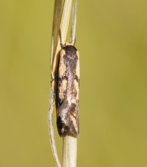 Palimmeces poecilella