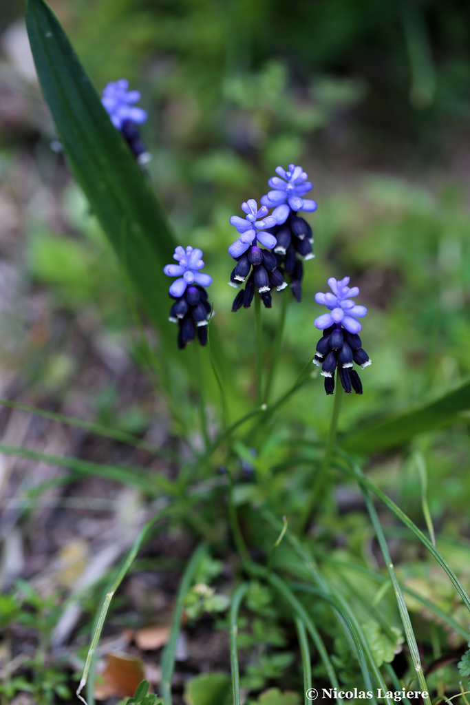Subgenus Pulchella