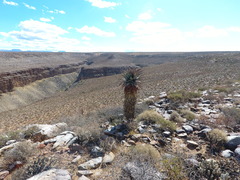 Aloe comosa