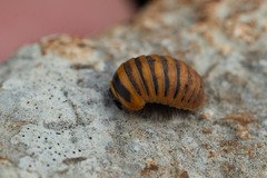 Glomeris annulata