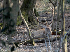 Cervus elaphus italicus