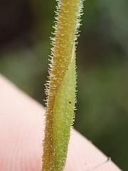 Pterichis