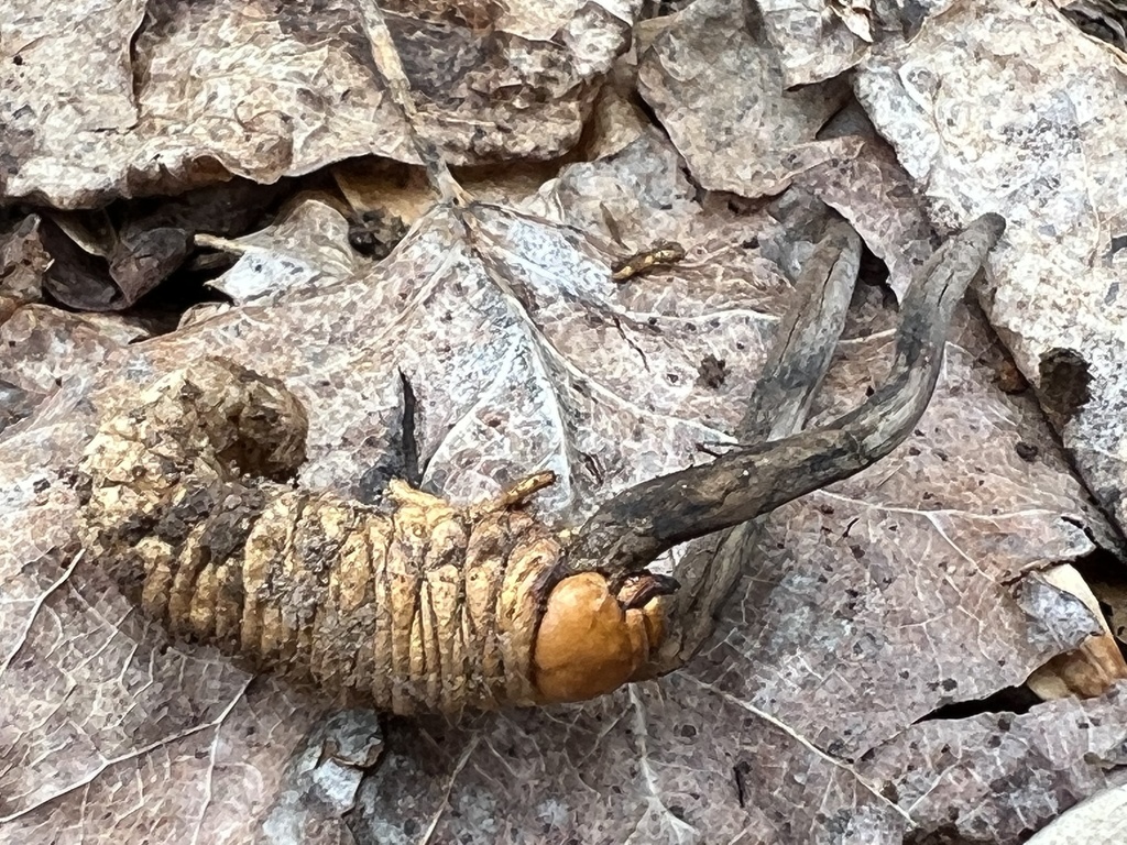 Ophiocordyceps ravenelii
