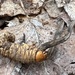 Ophiocordyceps ravenelii - Photo (c) Annie Weissman, μερικά δικαιώματα διατηρούνται (CC BY), uploaded by Annie Weissman