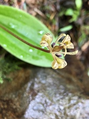Scoliopus hallii