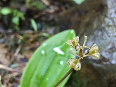 Scoliopus hallii