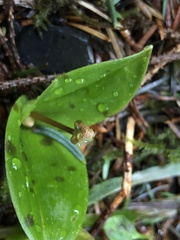 Scoliopus hallii