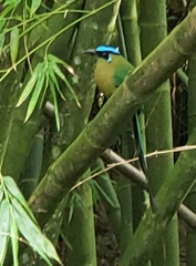 Momotus aequatorialis