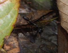 Camponotus cacicus