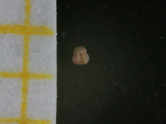 Globigerinidae