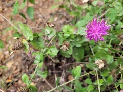 Centaurea pectinata