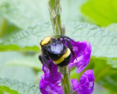 Bombus transversalis