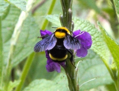 Bombus transversalis
