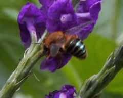 Oxaea