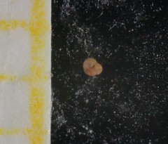 Globigerinidae